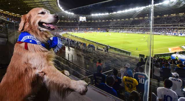 মাঠে বসেই আইপিএল দেখবে কুকুর!